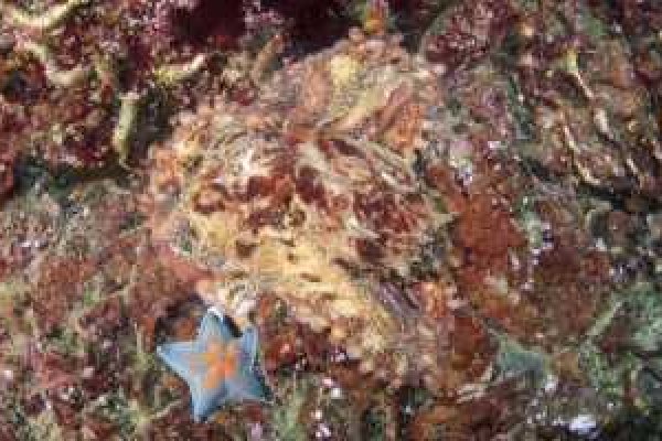 Кракен тор krakens13 at