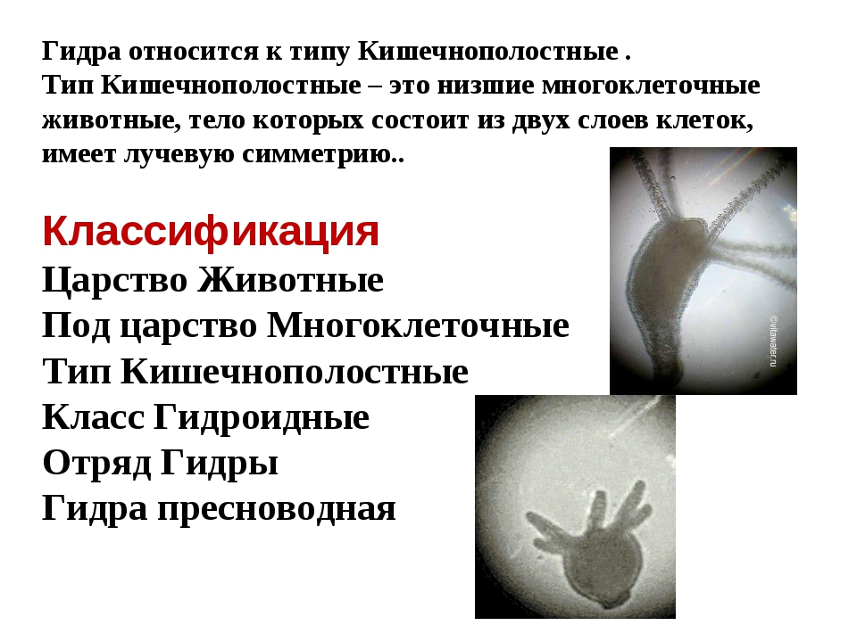 Kraken 4 ссылка